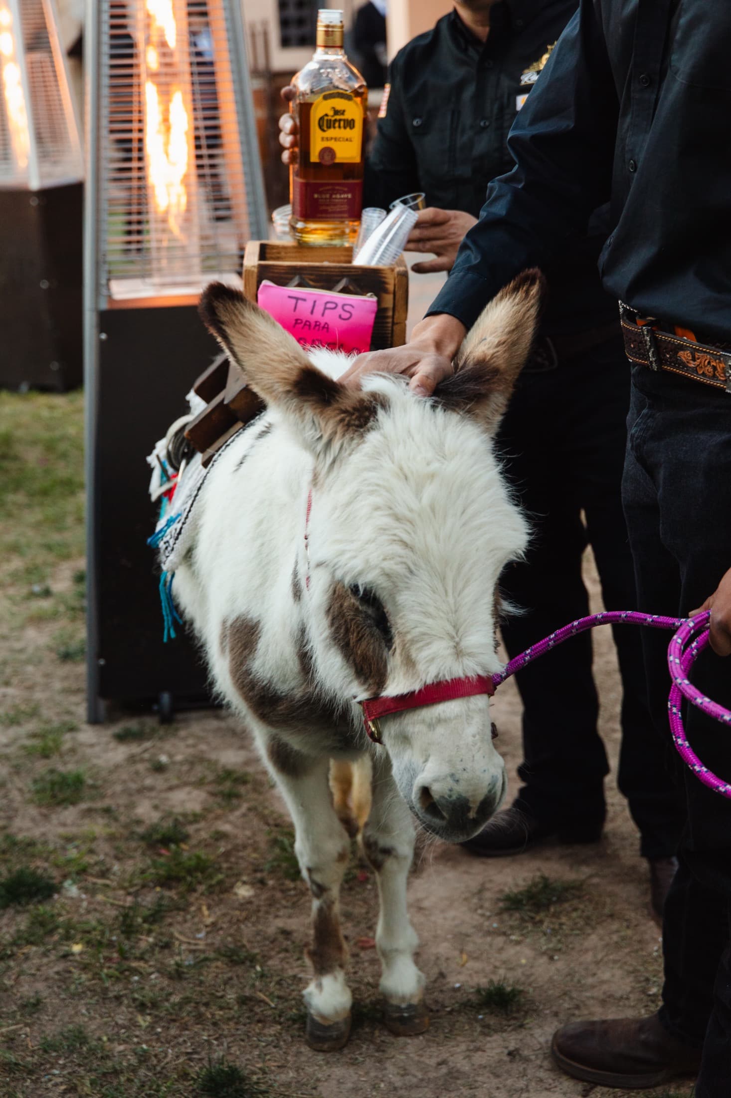 A friendly burro greeting guests at Rancho Viejo Venue